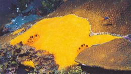 Siphonodictyon coralliphagum.jpg