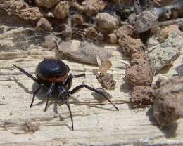 Steatoda paykulliana .jpg