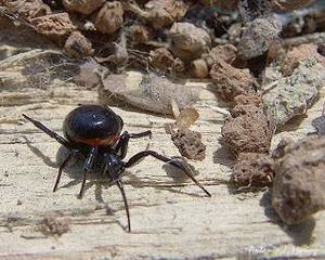 Steatoda paykulliana .jpg