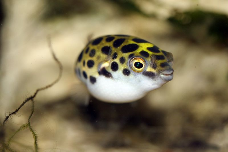 Archivo:Tetraodon-Nigroviridis-03.jpg