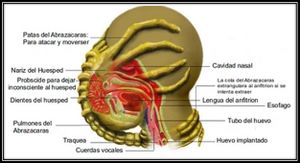Abrazacarasalien.jpg