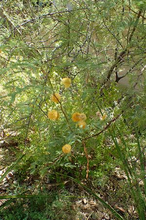 Acacia constricta.jpg