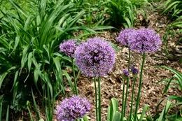 Allium aflatunense.jpeg