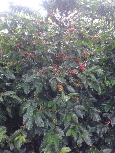 Archivo:Caturra planta.jpg