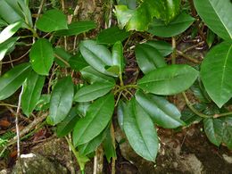 Croton poecilanthus.jpg