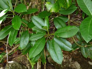 Croton poecilanthus.jpg