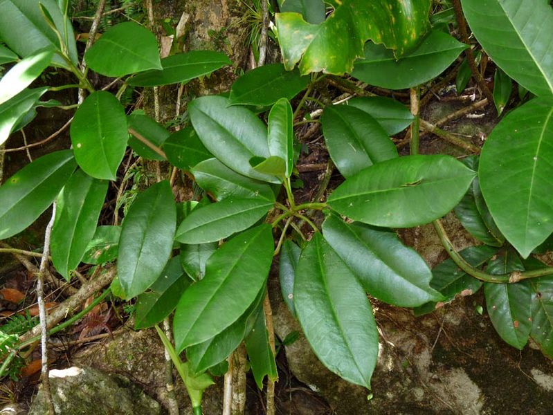 Archivo:Croton poecilanthus.jpg