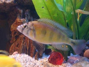 Haplochromis sp Red Tail.jpg