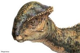 Pachycephalosauria.jpg