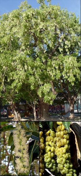Archivo:Phytolaccadioica.jpg