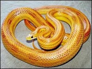 Serpiente del Maíz.jpg