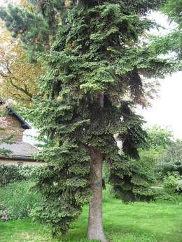 Abies numidica.jpg
