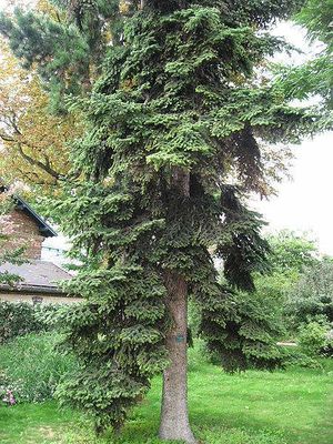 Abies numidica.jpg