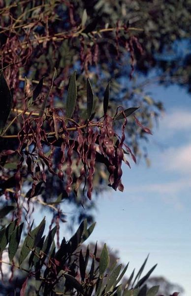 Archivo:Acacia complanata 5.jpg
