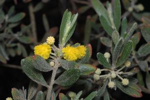Acacia consobrina.jpg