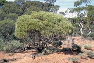 Acacia jennerae.jpg