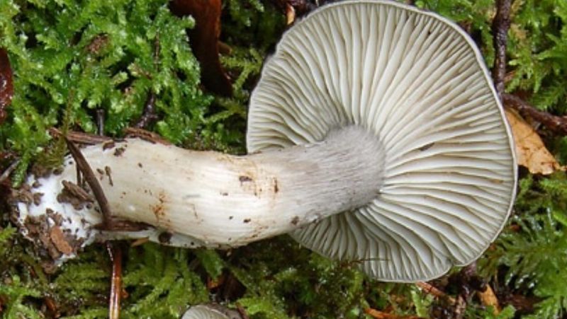 Archivo:Hygrophorus atramentosus.laminas.jpeg