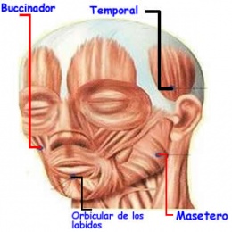Músculos de la cabeza - EcuRed