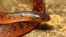Serpiente ciega de birmanis.jpg