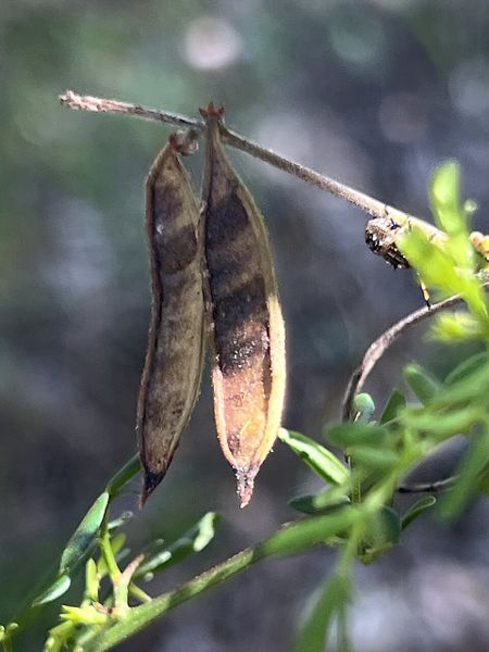 Archivo:Acacia drummondii 4.jpg