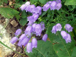 Campanula cespitosa.jpg