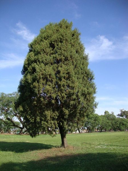 Archivo:Cedro Blanco.jpg