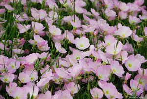 ChupaSangre-Oenothera-Rosea-3-1-1-1.jpg