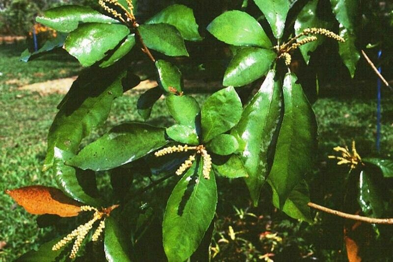 Archivo:Croton stellatopilosus.jpg