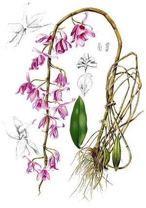 Esquema-Dendrobium anosmum .jpg