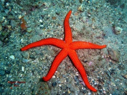 Estrella roja moteada.JPG