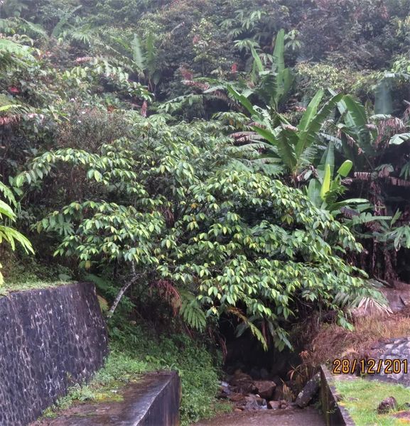 Archivo:Ficus malayana.jpg