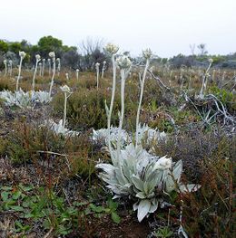 Helichrysum arnicoides.jpg