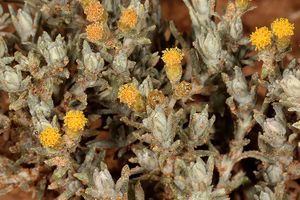 Helichrysum dregeanum.jpg