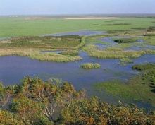 Parque Natural de Doñana.jpg