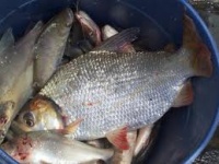 Sapuara del Orinoc.jpeg