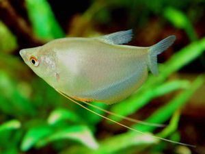 Trichogaster-microlepis.jpg