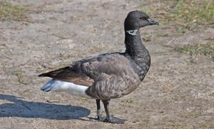 Barnacla carinegra.JPG