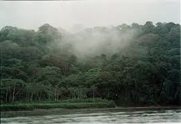 Bosquenublado56.jpg