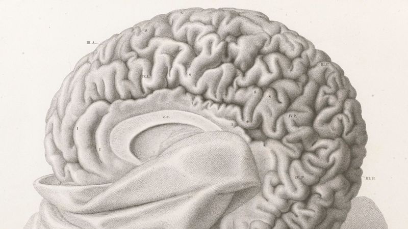 Archivo:Cerebrowide.jpg