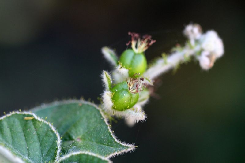 Archivo:Croton ciliatoglandulifer 2.jpg