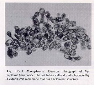 Mycoplasma Pneumonia-3.jpg