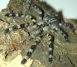Regalis3.jpg