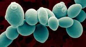 Saccharomyces.jpg