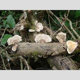Trametes.jpg