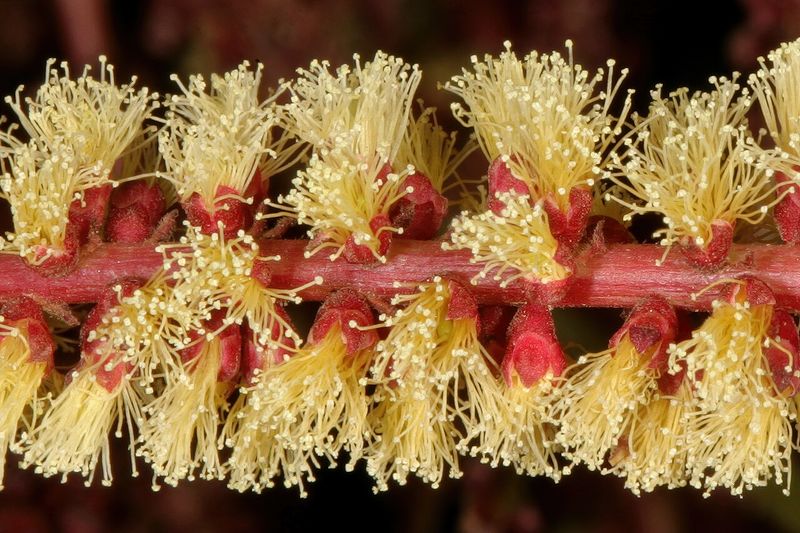 Archivo:Acacia galpinii 5.jpg