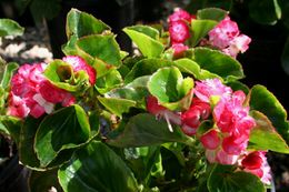 Begonia-semperflorens.jpg