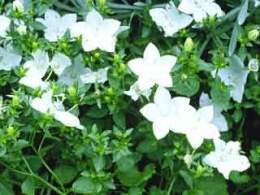 Campanula isophylla 1.jpg