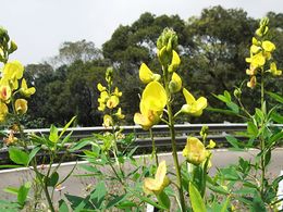 Crotalaria micans.jpg