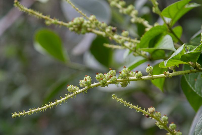 Archivo:Croton guianensis 1.jpg