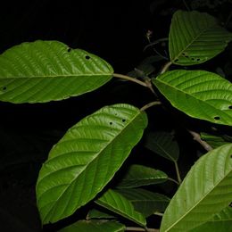 Ficus brevibracteata.jpg